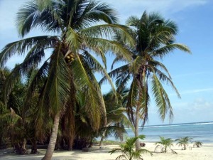 Palm Tree 01